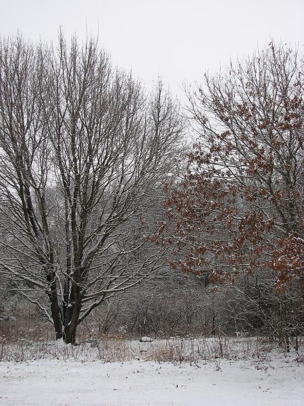2008-12-07_First_Snow 010.jpg